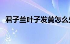 君子兰叶子发黄怎么处理 君子兰叶子发黄 