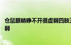 仓鼠眼睛睁不开很虚弱四肢乏力会死吗 仓鼠眼睛睁不开很虚弱 