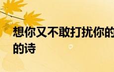 想你又不敢打扰你的诗句 想你却不敢打扰你的诗 