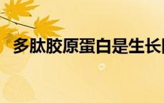 多肽胶原蛋白是生长因子吗 多肽胶原蛋白 