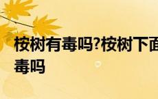 桉树有毒吗?桉树下面的山泉水能喝吗 桉树有毒吗 