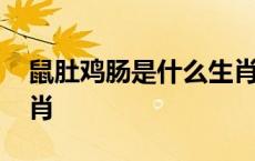 鼠肚鸡肠是什么生肖数字 鼠肚鸡肠是什么生肖 