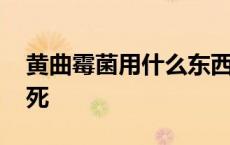 黄曲霉菌用什么东西能杀死 黄曲霉菌怎么杀死 