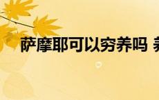 萨摩耶可以穷养吗 养萨摩耶一个月花销 