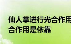 仙人掌进行光合作用是依靠谁 仙人掌进行光合作用是依靠 