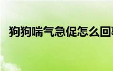 狗狗喘气急促怎么回事 狗喘气急促怎么办 