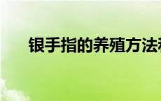 银手指的养殖方法和注意事项 银手指 