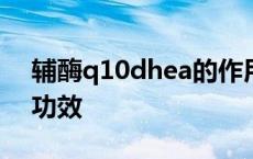 辅酶q10dhea的作用与功效 dhea的作用与功效 