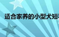 适合家养的小型犬短毛 适合家养的小型犬 