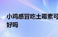 小鸡感冒吃土霉素可以不 鸡感冒吃土霉素能好吗 