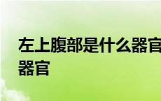 左上腹部是什么器官分布图 左上腹部是什么器官 