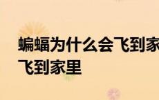 蝙蝠为什么会飞到家里是吉兆 蝙蝠为什么会飞到家里 