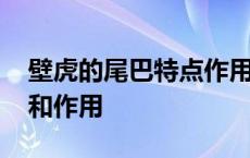 壁虎的尾巴特点作用是什么 壁虎的尾巴特点和作用 