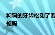 狗狗的牙齿松动了要拔掉吗 牙齿松动了要拔掉吗 