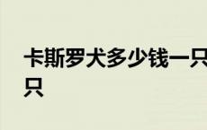 卡斯罗犬多少钱一只纯原 卡斯罗犬多少钱一只 