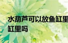 水葫芦可以放鱼缸里吗冬天 水葫芦可以放鱼缸里吗 