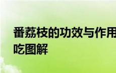 番荔枝的功效与作用及食用方法 番荔枝怎么吃图解 