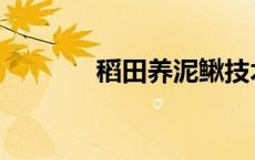 稻田养泥鳅技术 稻田养泥鳅 