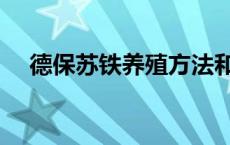 德保苏铁养殖方法和注意事项 德保苏铁 