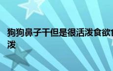 狗狗鼻子干但是很活泼食欲食欲佳软便 狗狗鼻子干但是很活泼 