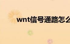 wnt信号通路怎么读 wnt信号通路 