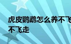 虎皮鹦鹉怎么养不飞走亲人 虎皮鹦鹉怎么养不飞走 