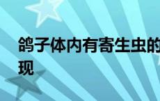 鸽子体内有寄生虫的表现 体内有寄生虫的表现 