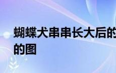 蝴蝶犬串串长大后的图片 蝴蝶犬串串长大后的图 