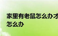 家里有老鼠怎么办才能快速驱赶 家里有老鼠怎么办 