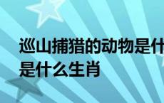 巡山捕猎的动物是什么生肖 理直气壮的动物是什么生肖 