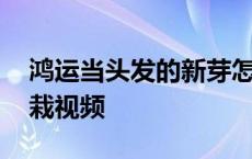 鸿运当头发的新芽怎么移植 鸿运当头分株移栽视频 