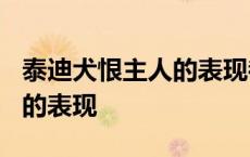 泰迪犬恨主人的表现都有哪些? 泰迪犬恨主人的表现 