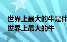 世界上最大的牛是什么牛脑筋急转弯表数几 世界上最大的牛 