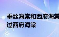 垂丝海棠和西府海棠的区别图片 垂丝海棠胜过西府海棠 