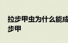 拉步甲虫为什么能成为国家二级保护昆虫 拉步甲 