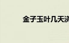 金子玉叶几天浇一次水 金子玉 