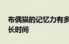 布偶猫的记忆力有多长时间 猫的记忆力有多长时间 