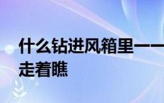 什么钻进风箱里一一两头受气 骑什么看唱本走着瞧 