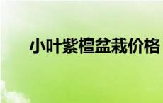 小叶紫檀盆栽价格 小叶紫檀树苗价格 