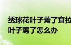 绣球花叶子蔫了耷拉了花枯萎的原因 绣球花叶子蔫了怎么办 