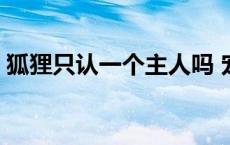 狐狸只认一个主人吗 宠物狐狸只认一个主人 