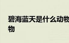 碧海蓝天是什么动物生肖 碧海蓝天是什么动物 