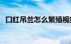 口红吊兰怎么繁殖视频 口红吊兰怎么繁殖 