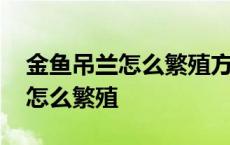 金鱼吊兰怎么繁殖方法和注意事项 金鱼吊兰怎么繁殖 