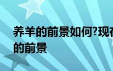 养羊的前景如何?现在准备养羊可以吗? 养羊的前景 