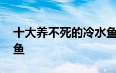 十大养不死的冷水鱼泰狮 十大养不死的冷水鱼 