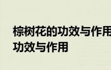 棕树花的功效与作用及食用方法竹 棕树花的功效与作用 