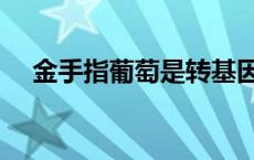 金手指葡萄是转基因水果吗 金手指葡萄 