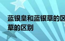 蓝银皇和蓝银草的区别是什么 蓝银皇和蓝银草的区别 