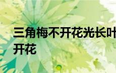 三角梅不开花光长叶子是什么原因 三角梅不开花 